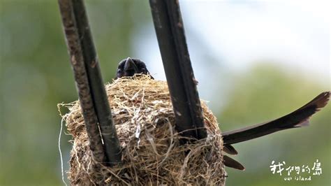 鳥築巢吉兆|【家有鳥巢】家有鳥巢，居家風水亨通！揭開野鳥築巢。